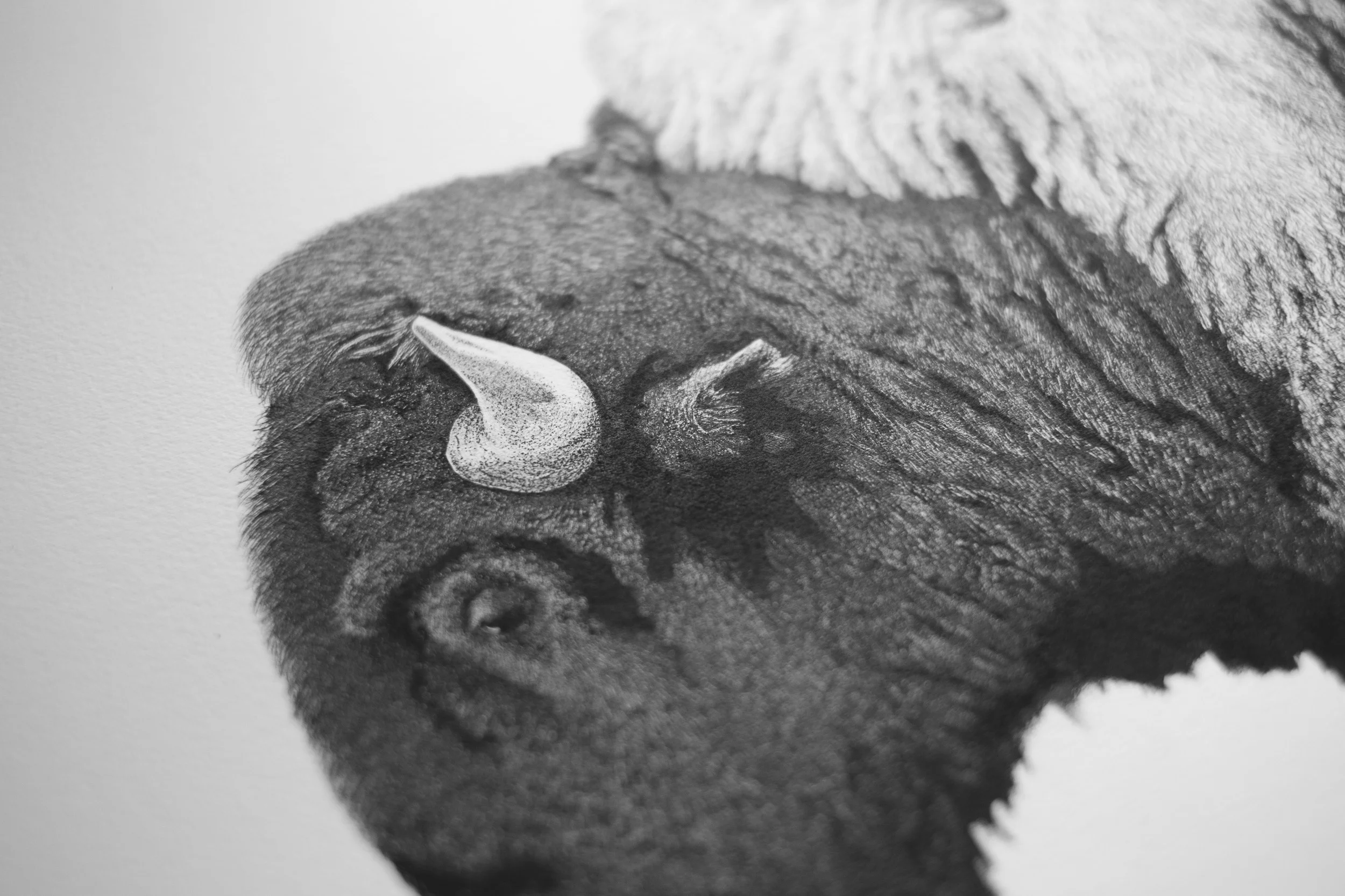 Bison_detail2.JPG