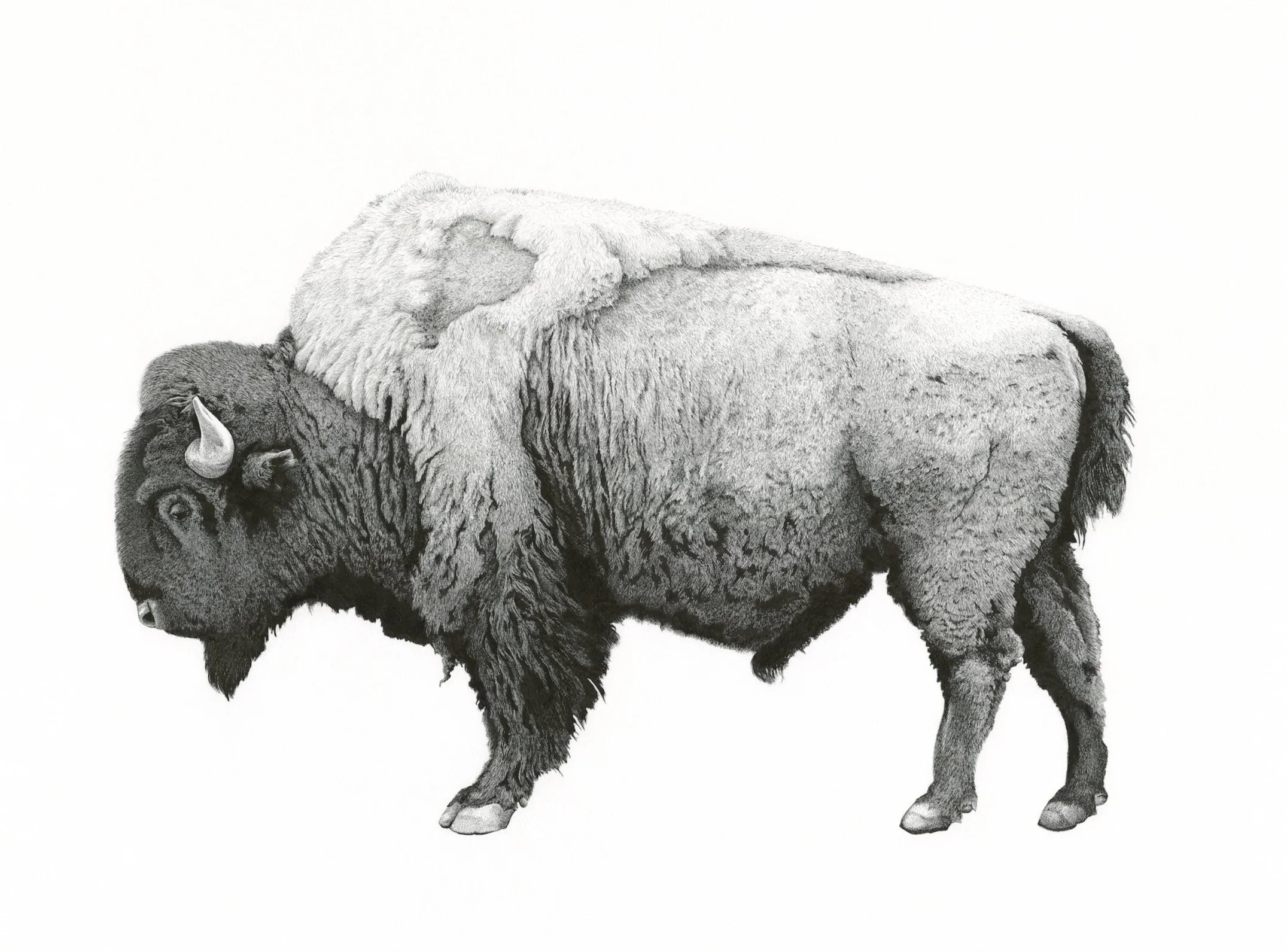 Buffalo.jpg