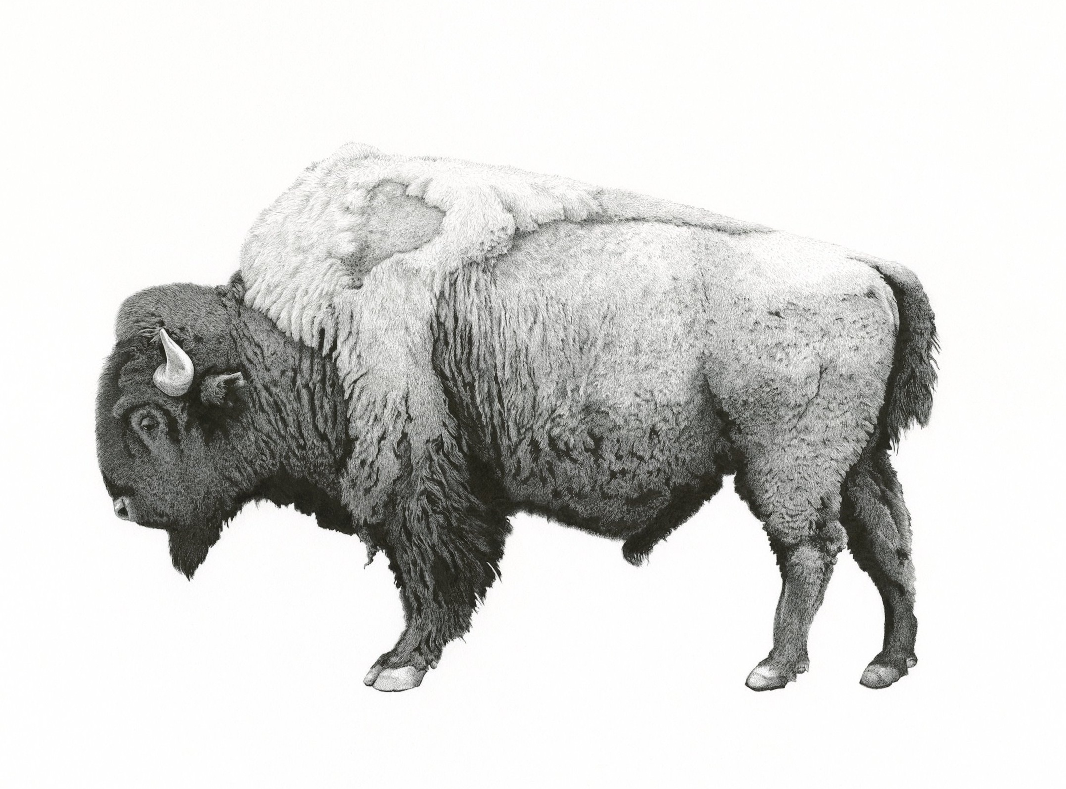 Buffalo.jpg