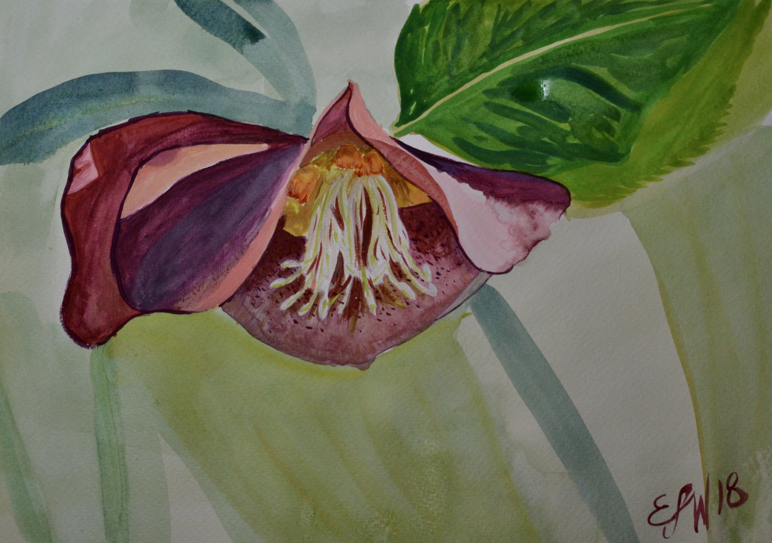 Hellebore Study