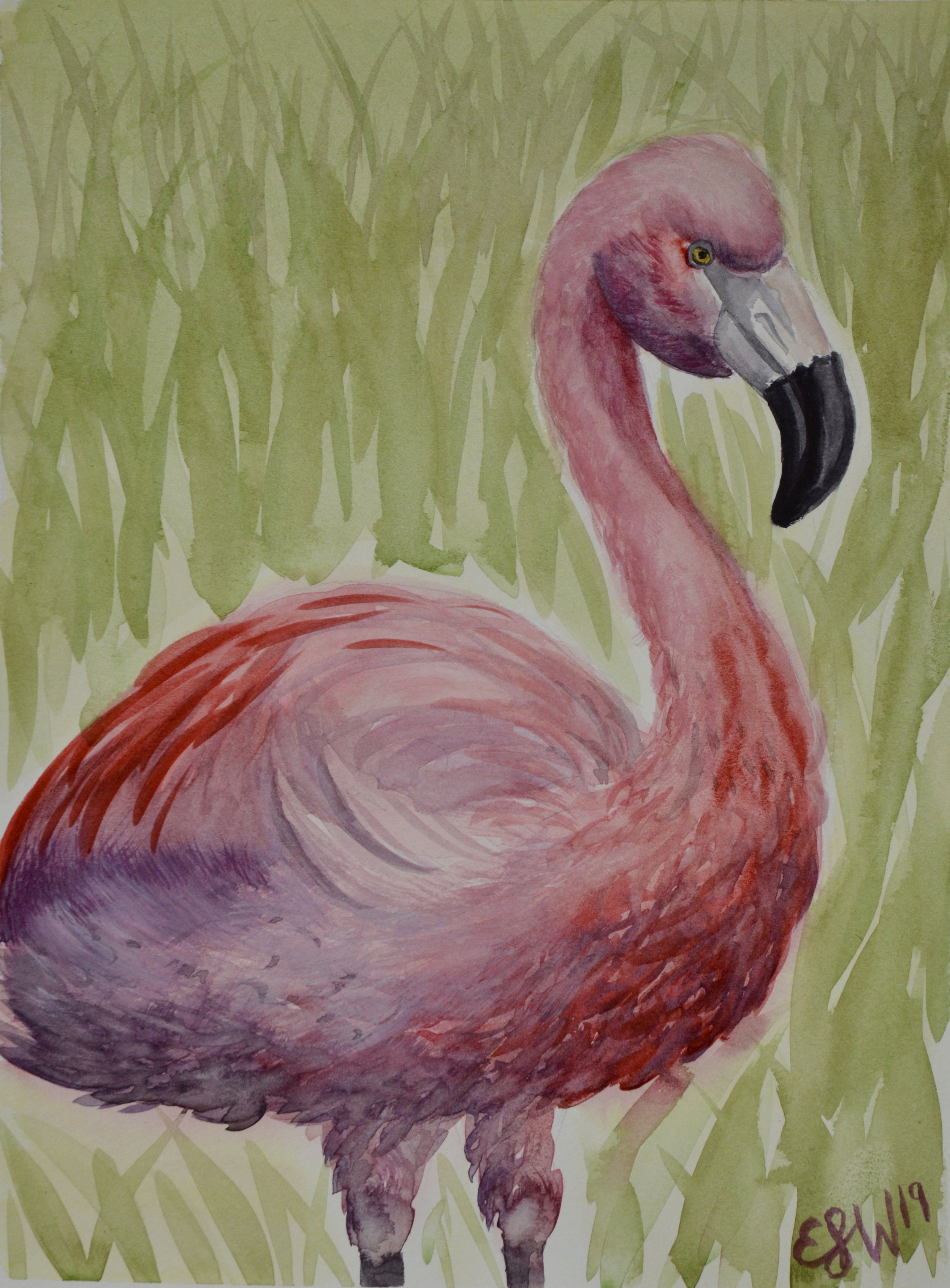 Flamingo Study