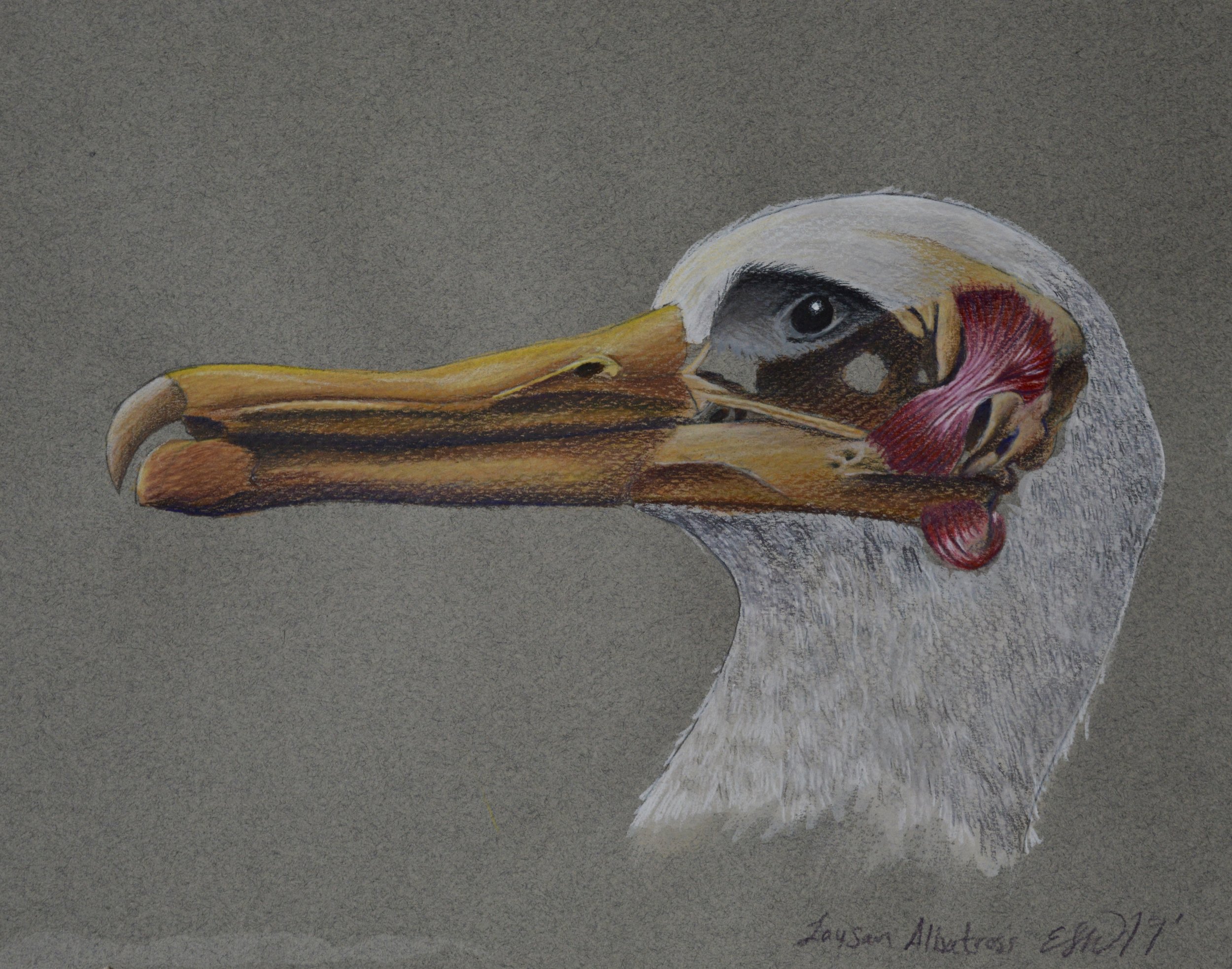 Laysan Albatross, Anatomical Study