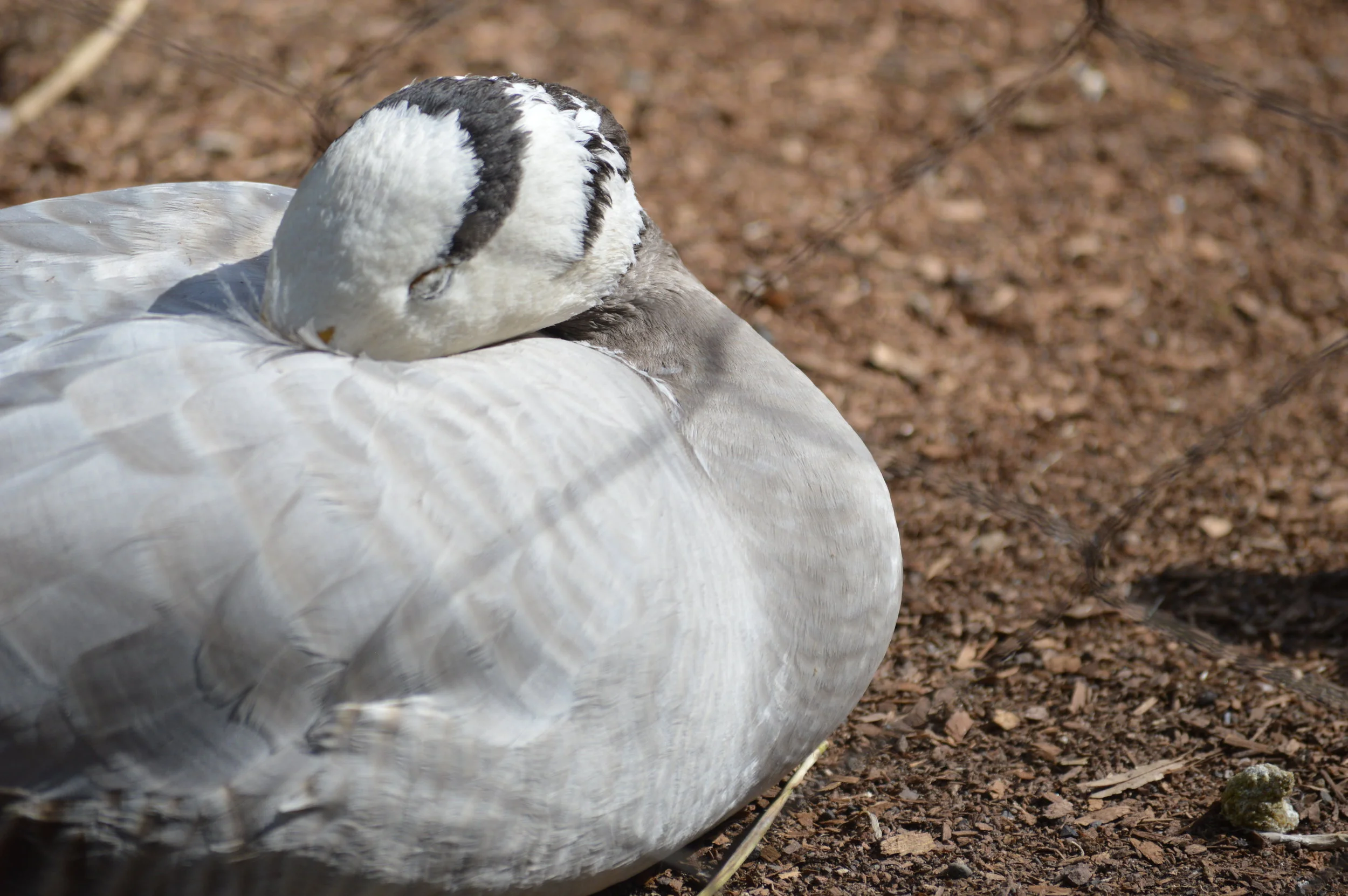 Afternoon Nap