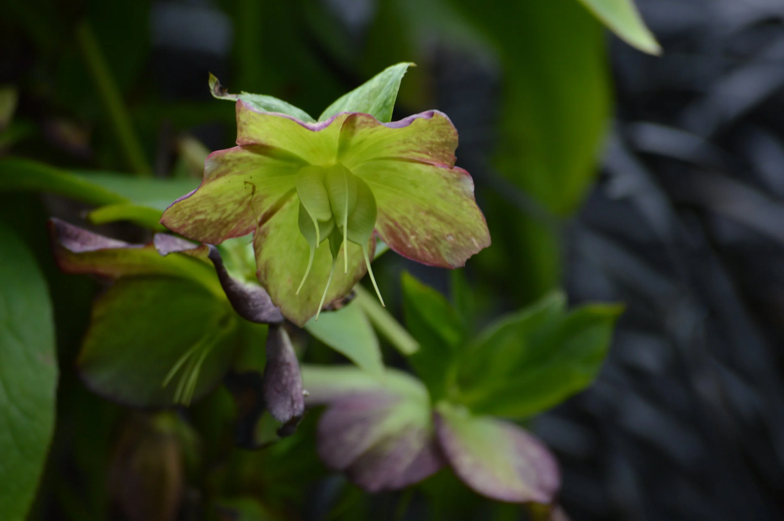 Hellebore