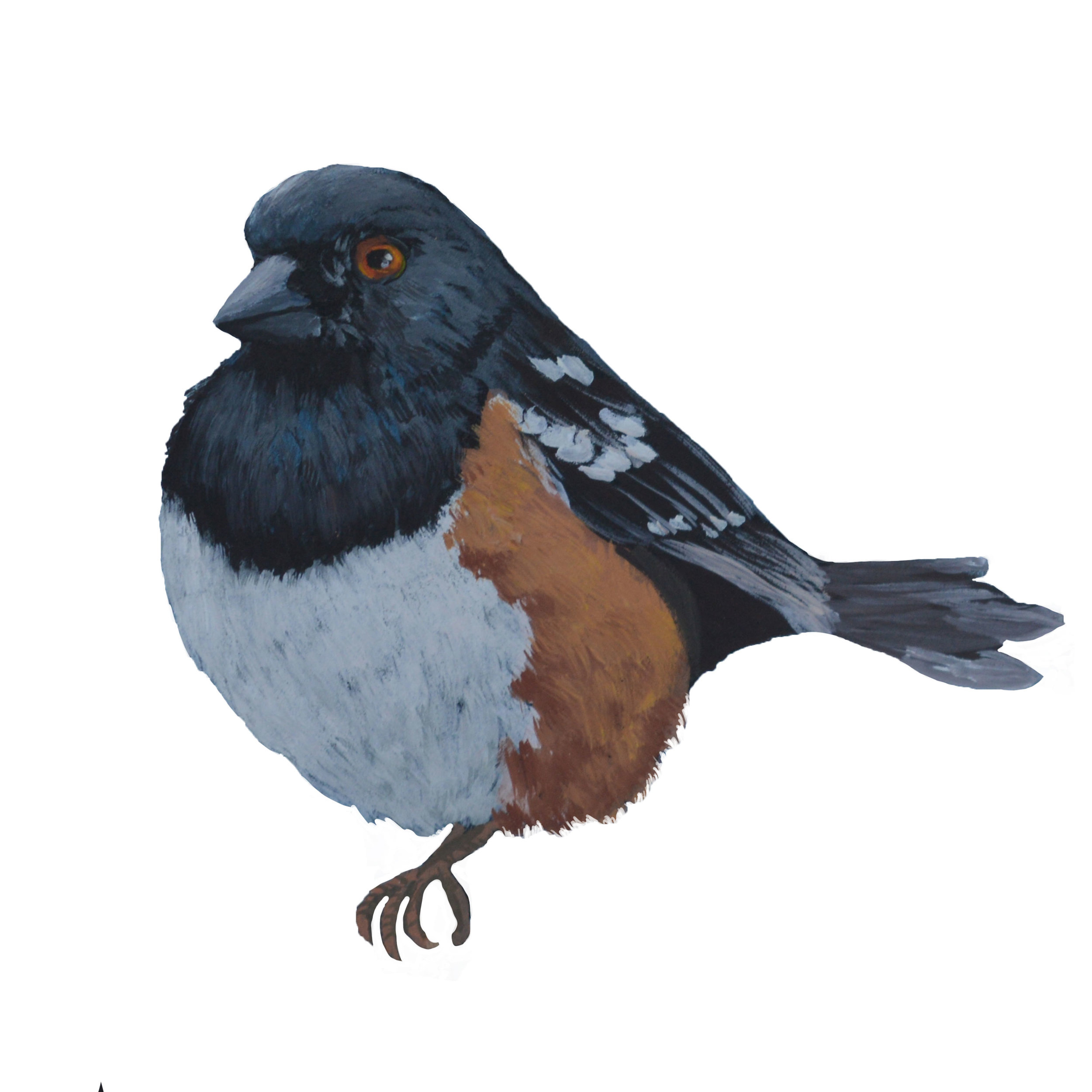 Spotted Towhee - Sold