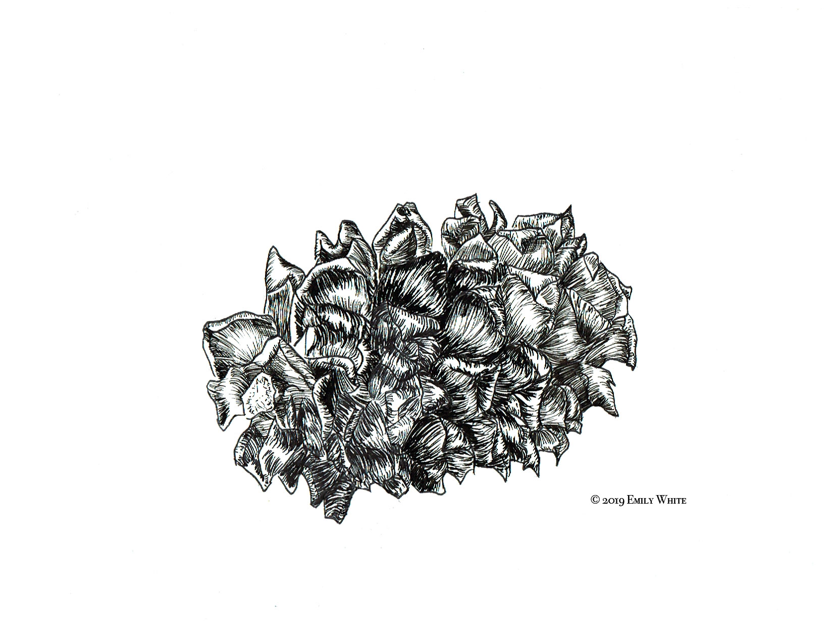 Pinecone Ink Drawing
