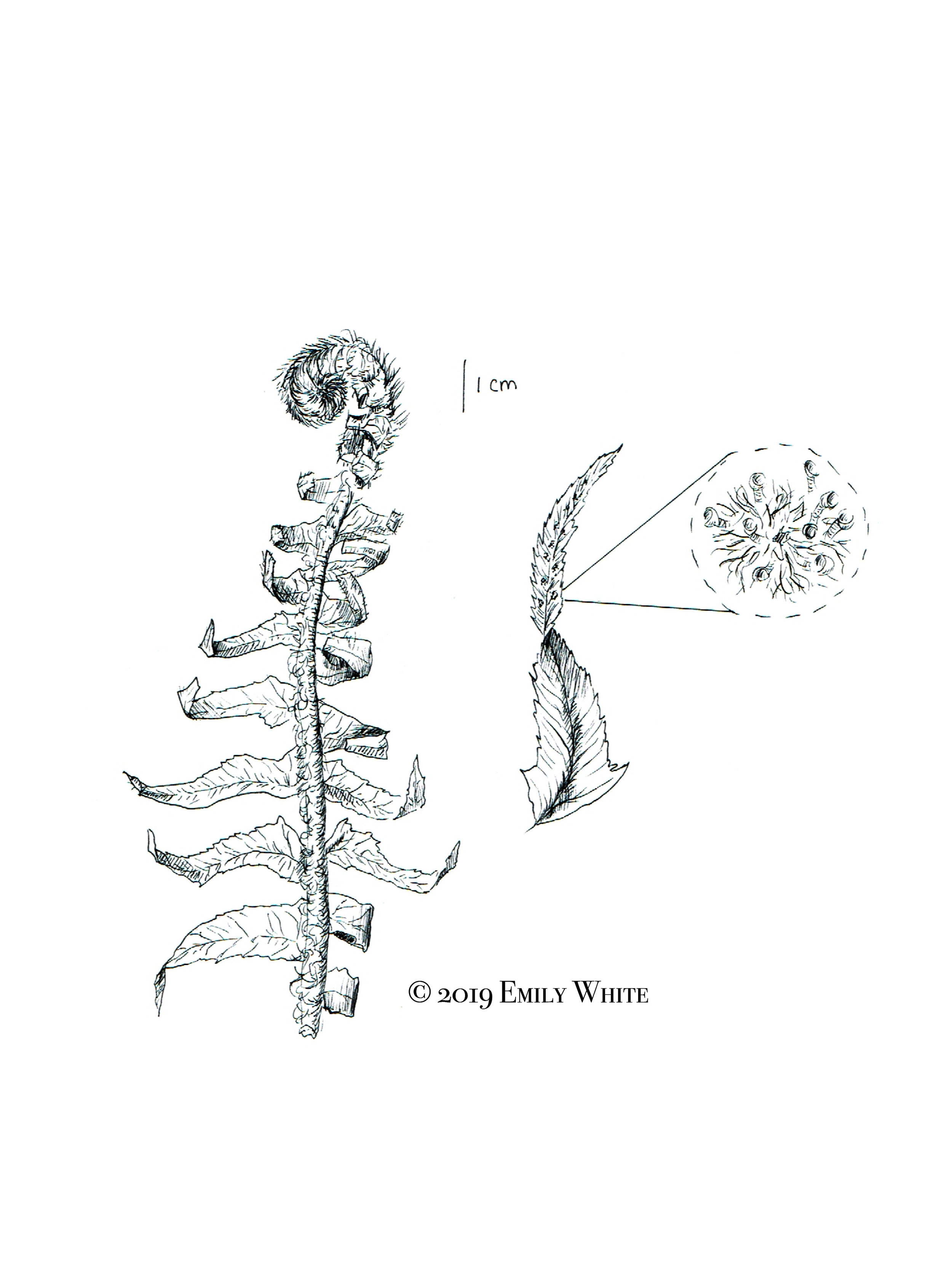 Fiddlehead Fern