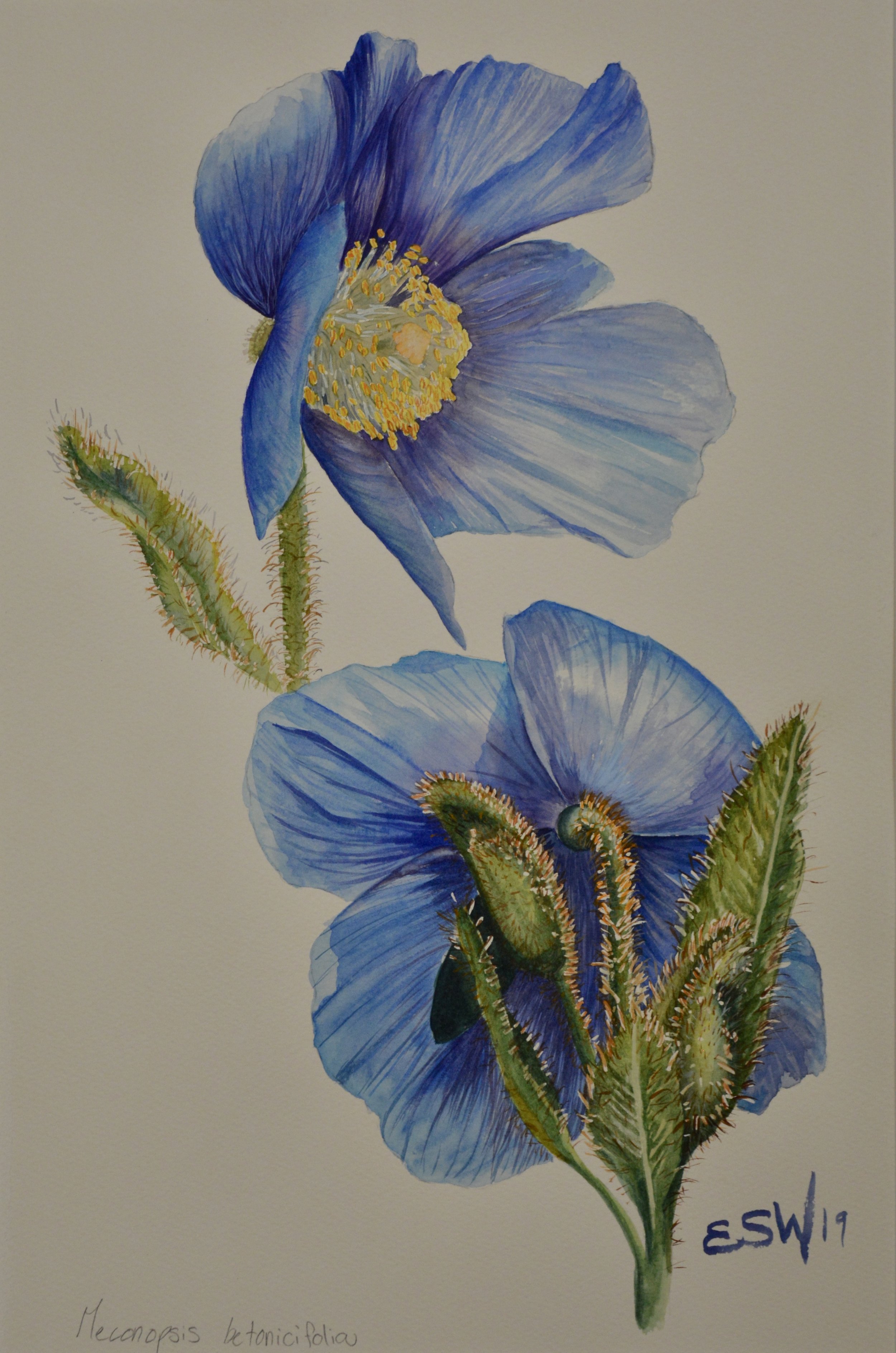 Blue Poppies