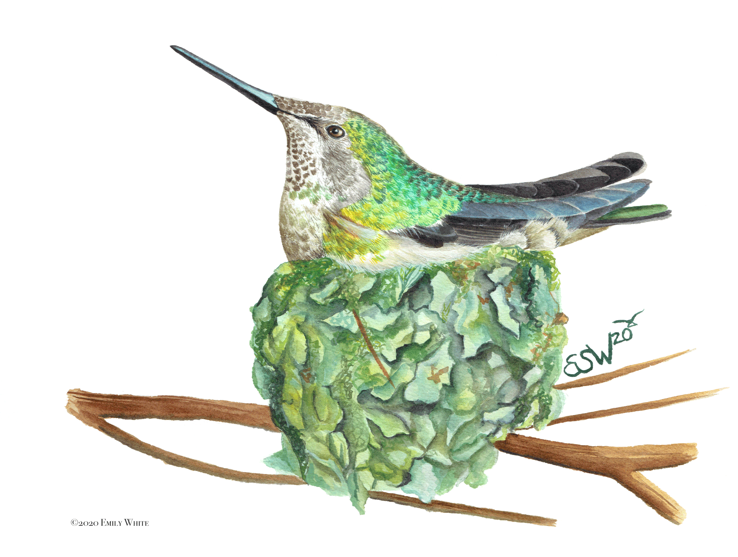 Nesting Hummingbird