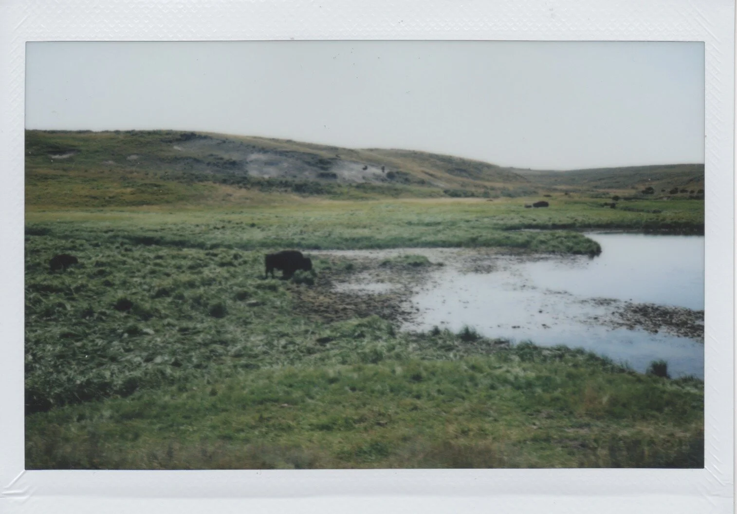 Yellowstone 2017 - 6.jpeg