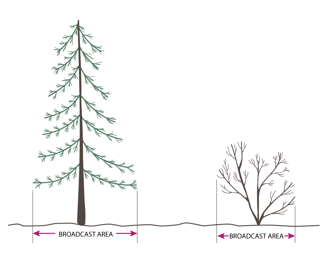 The area beneath trees and shrubs where fertilizer is broadcasted. The roots most able to absorb nutrients are closer to the drip line of the plant (shown as dotted lines, above) so I make sure the distribution of hen manure is weighted more toward …