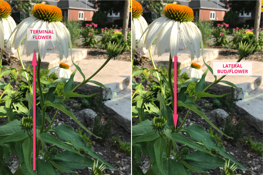 Deadheading Technique #3: Pruning to a Lateral Bud