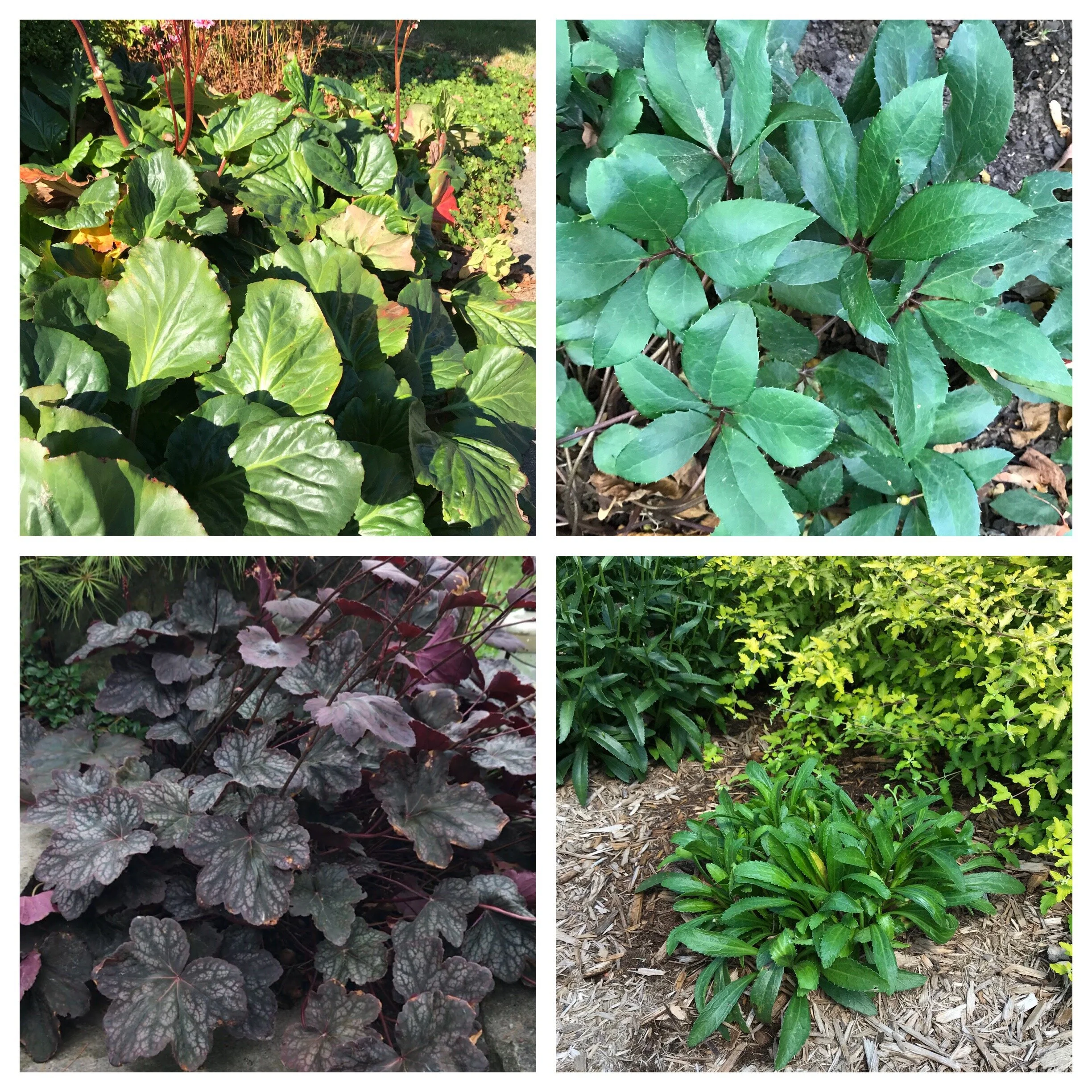 Perennials: to chop or not?