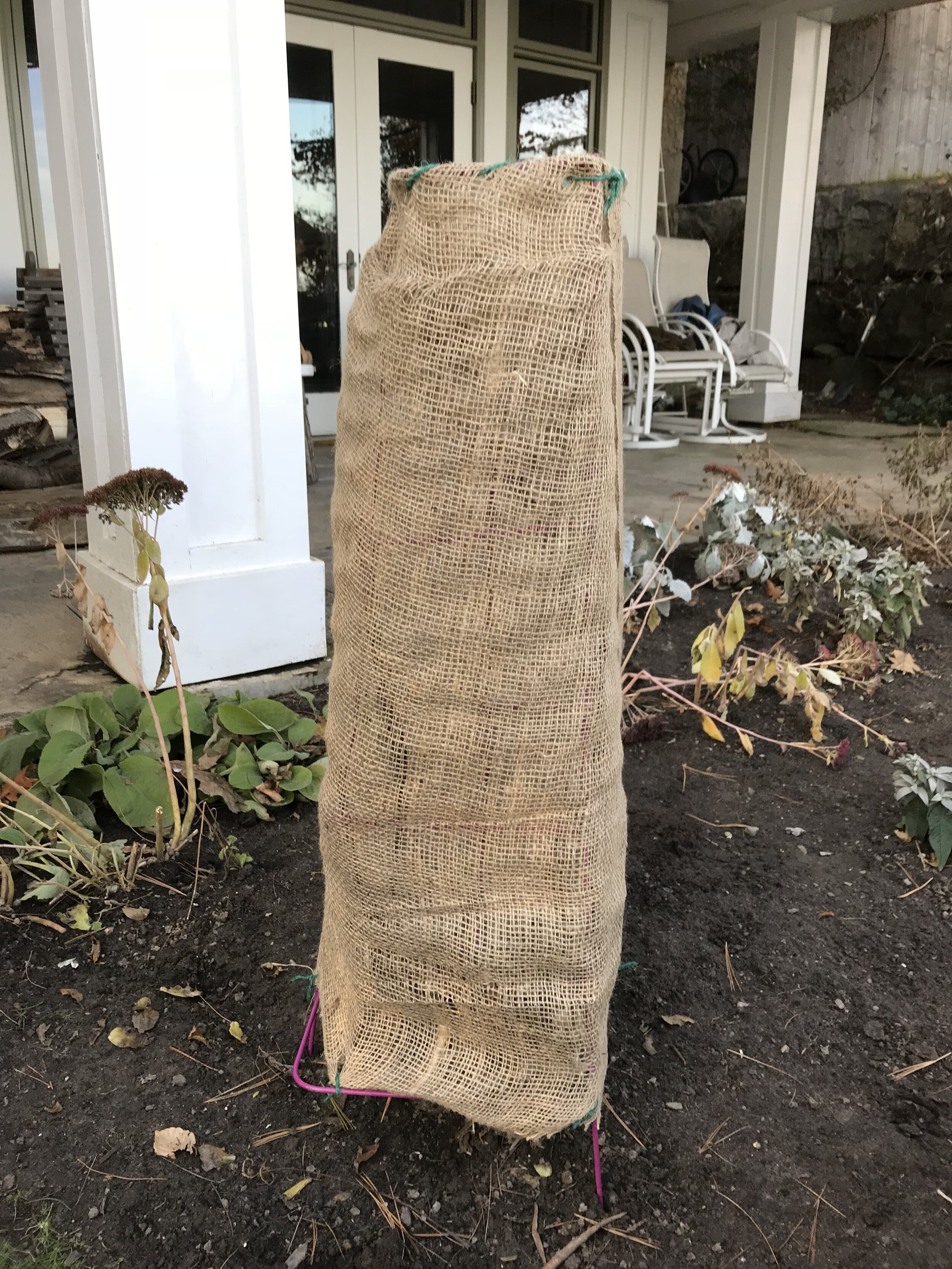 Protect your new evergreens with burlap wrap