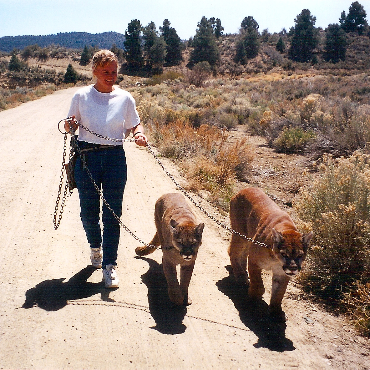 Kirsko Film Animals Kirstin Feddersen and Mountain Lions 1183x1183px.jpg