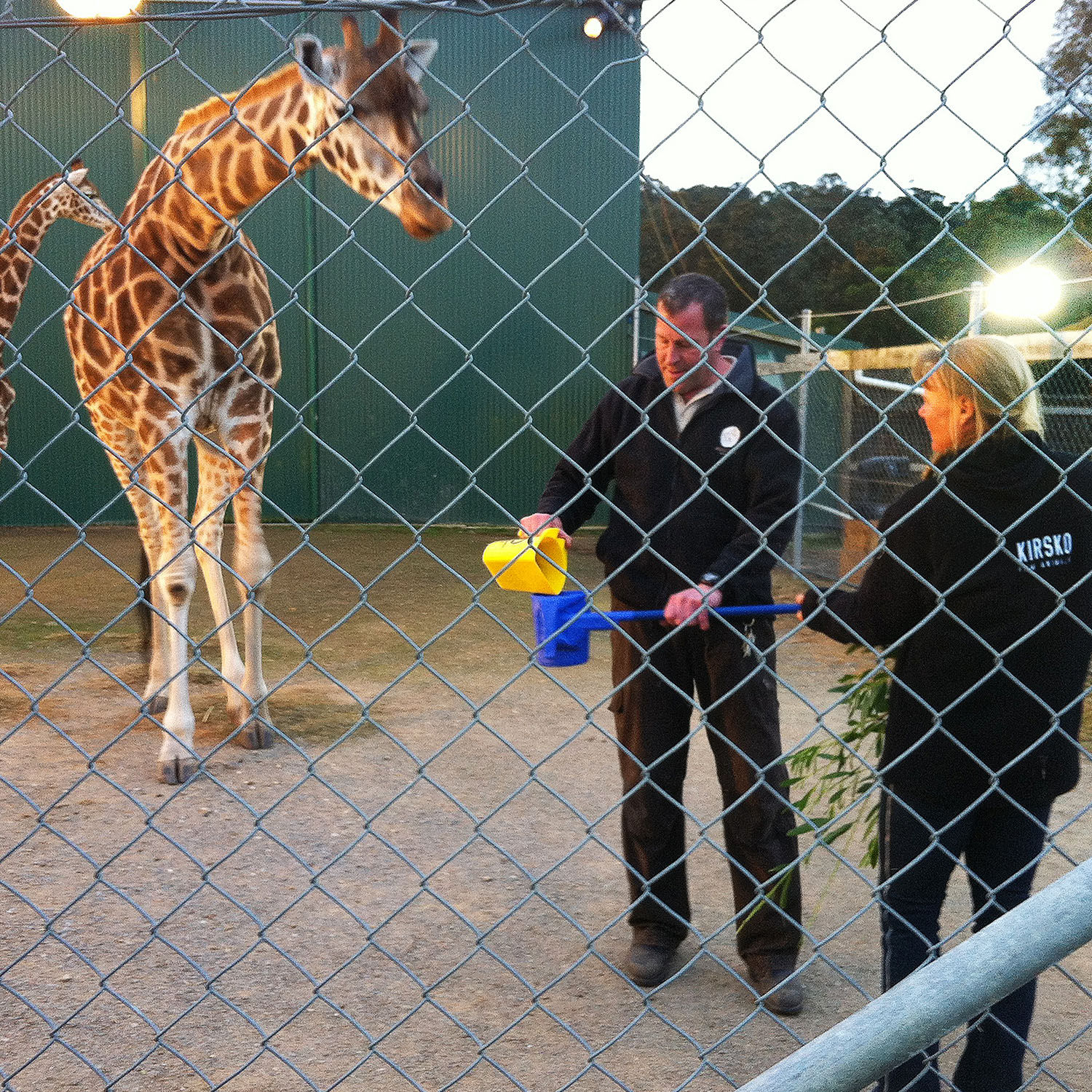 Kirsko Film Animals Training with Giraffe 1500x1500px.jpg