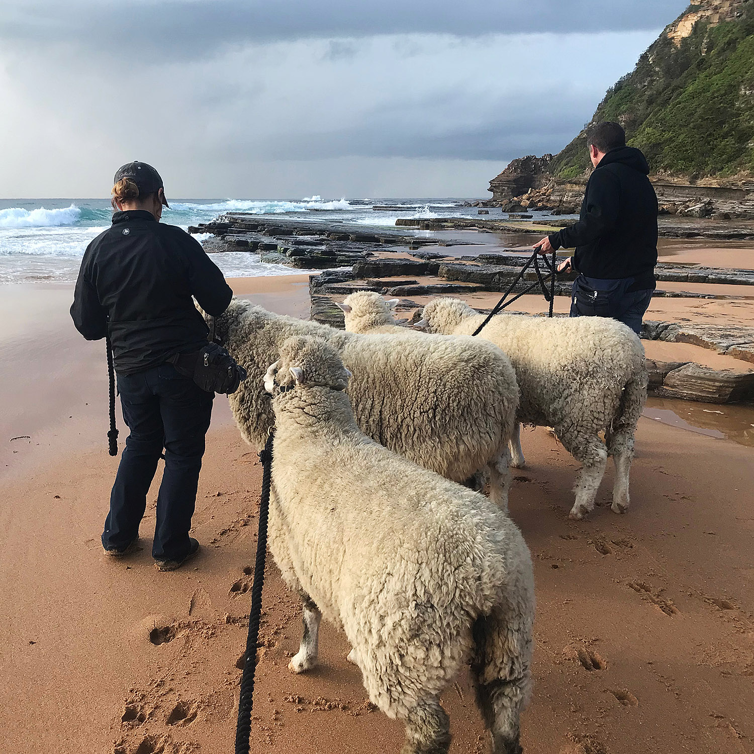 Kirsko Film Animals Trainers with Sheep on Beach 1500x1500px.jpg