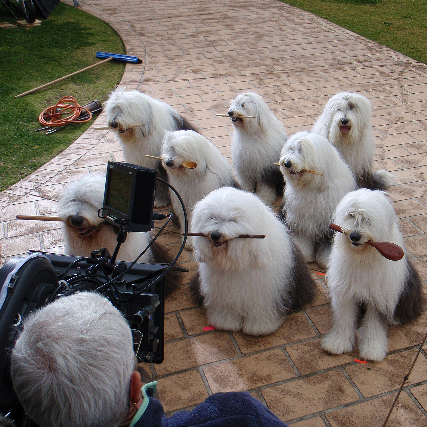 Kirsko Film Animals on set Old English Sheepdogs 1500x1500px.jpg