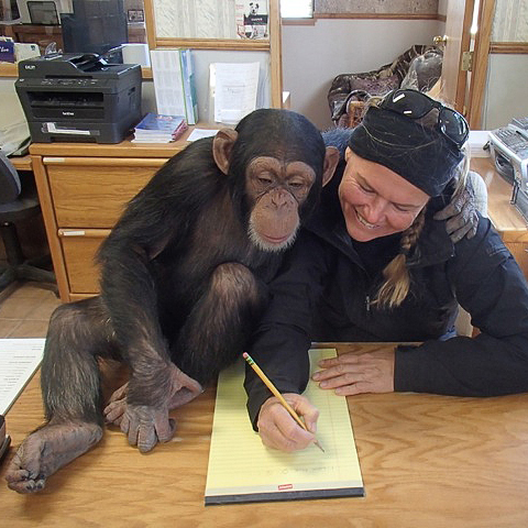 Kirsko Film Animals Kirsty and Chimpanzee 480x480px.jpg