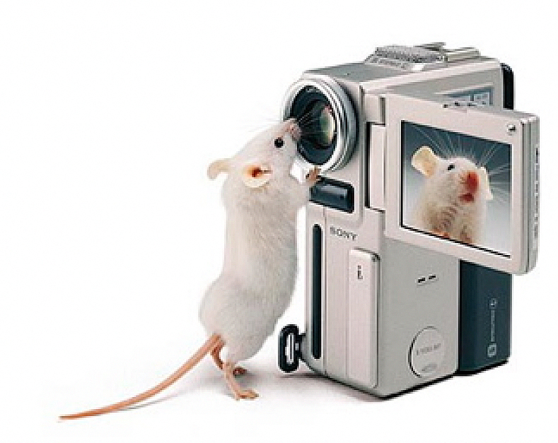 Kirsko Film Animals Sony Mouse.jpg
