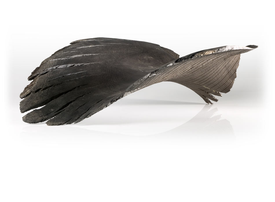 Flight Form, Prehistoric Bog Oak