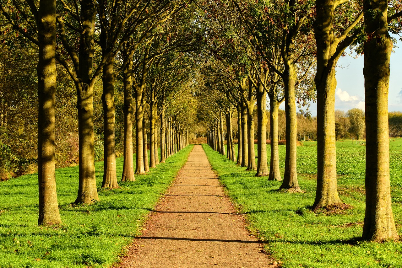 avenue of trees with green lawn and gravel path