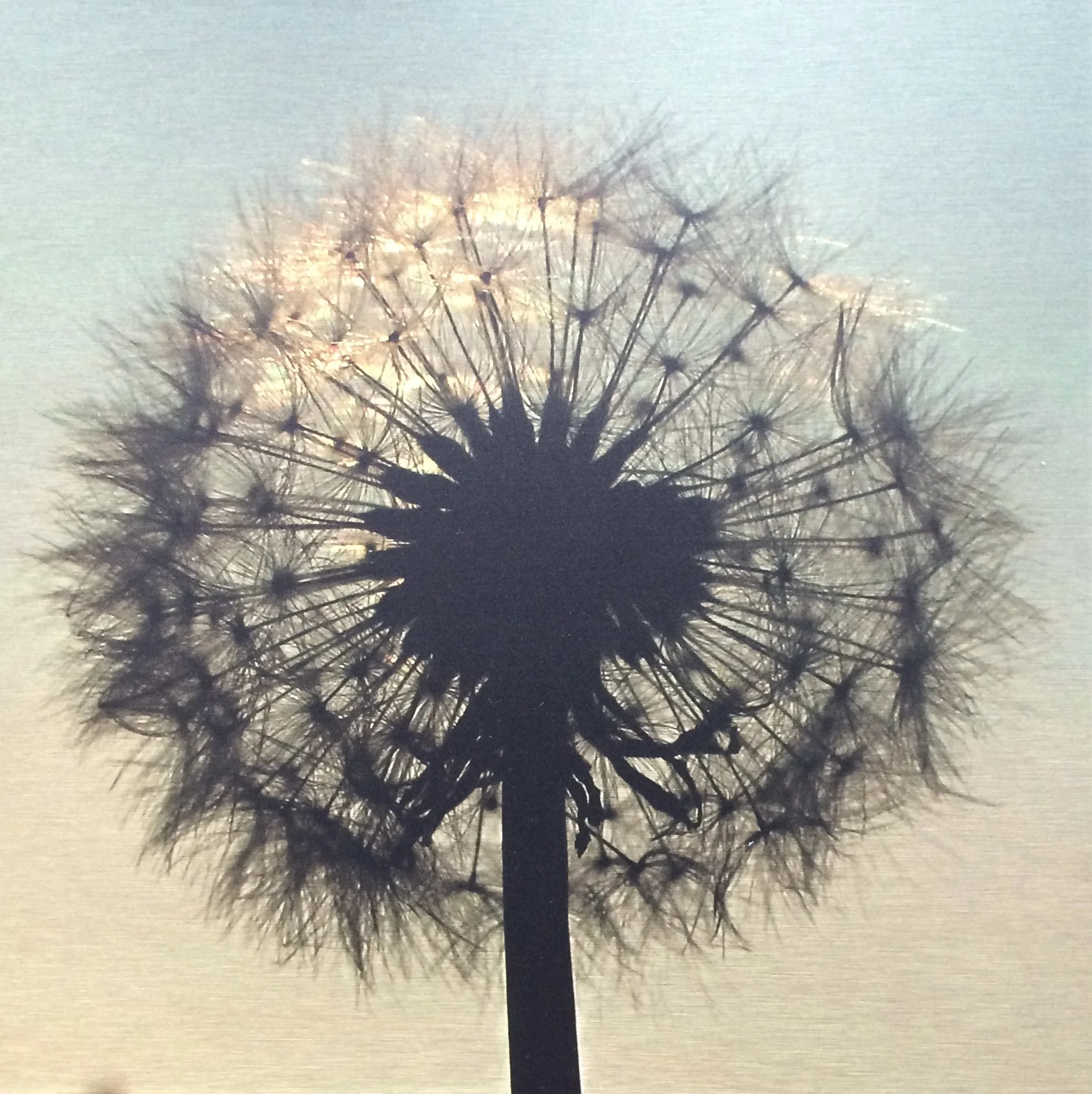 Large Dandelion Clock.JPG