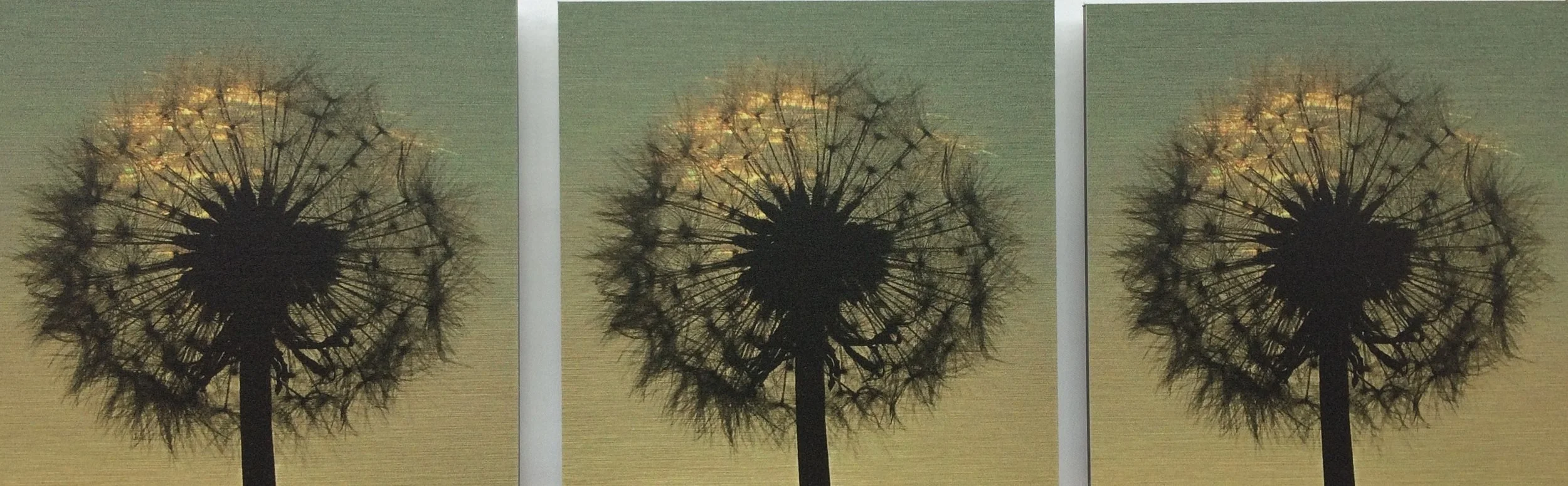 Small Dandelion Clocks.JPG