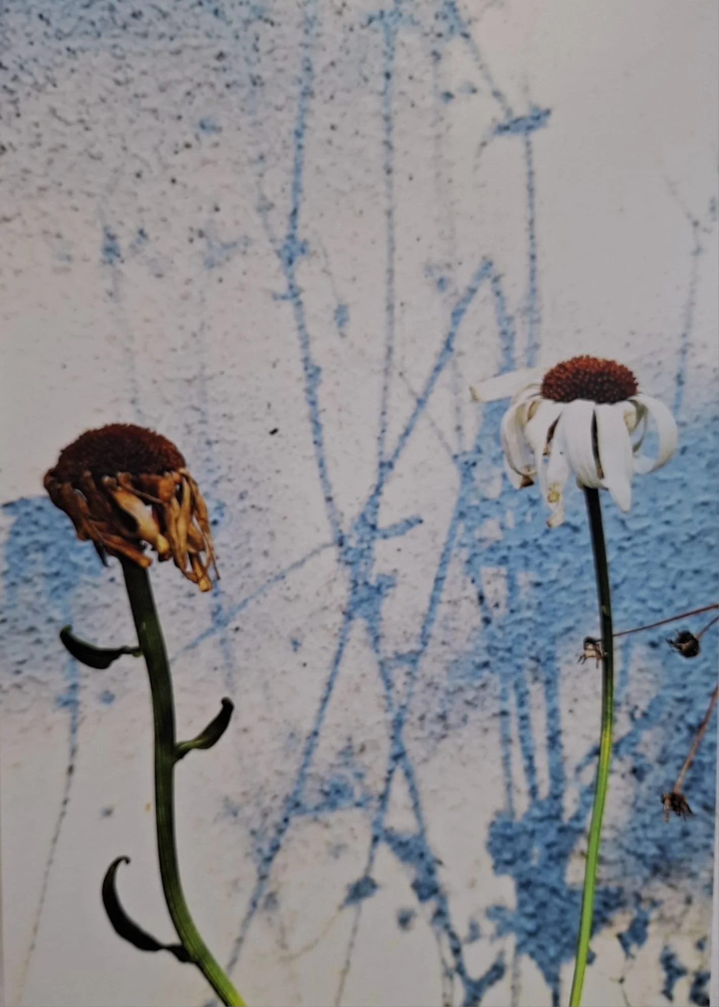 Summer Opening Hours