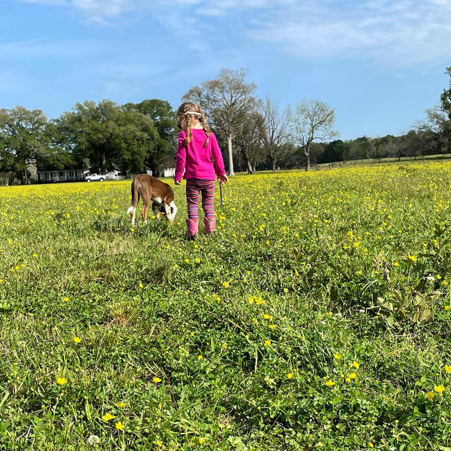 The smallest farmer of our crew and her puppy were checking the #perennialpeanut fields with me earlier this week. Needless to say, she loves our #farmlife, being #outdoors, and all of her animals. We love that she loves all of those things! 

#famil