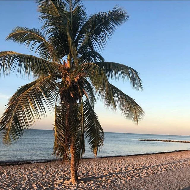 The palm tree symbolizes victory, peace, triumph, &amp; life - the essence of wellness. @back_to_health_center&rsquo;s holistic approach to health &amp; wellness strives to help you achieve all these things and stand tall (literally!)🏝
.
.
.
.
#shop