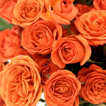 Floral Workshop