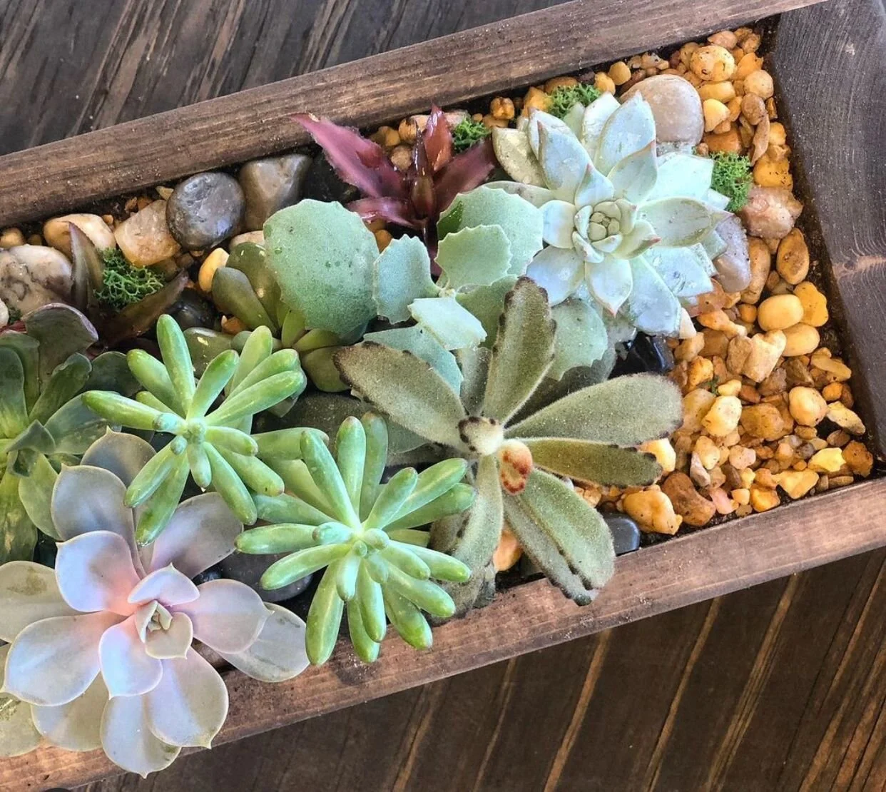 Succulent Sunday - DIY Succulent &amp; Planter Box Workshop