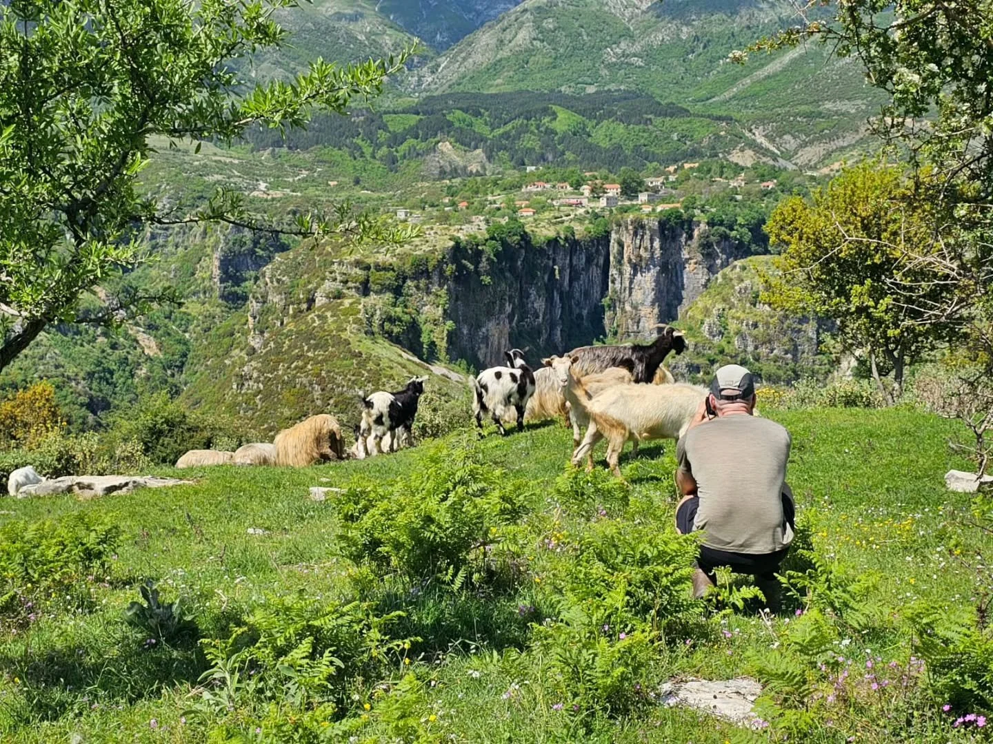 Your neighbours at Camp Nivica. Unbothered. Unhurried. Entirely at home. 🌱🐑🐏🐐