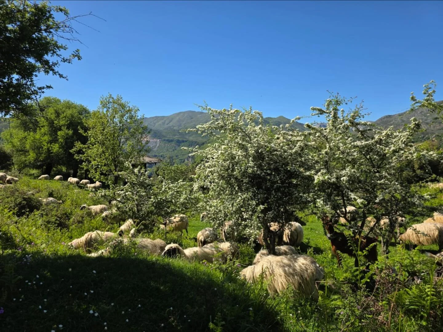 Nivica in full spring bloom! 🌼 Always nice with a visit from our neighbours 🐑