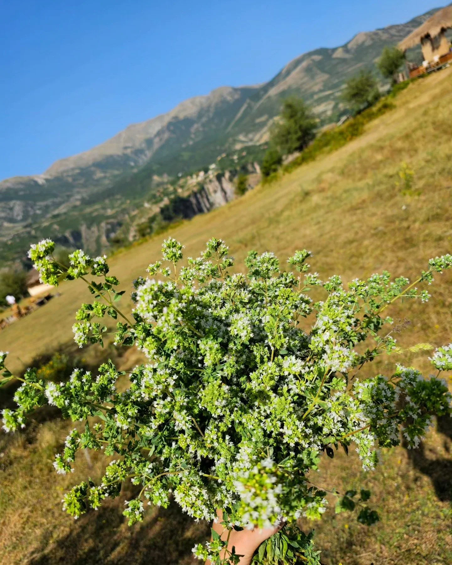 Oregano/rigon season has arrived! 💚