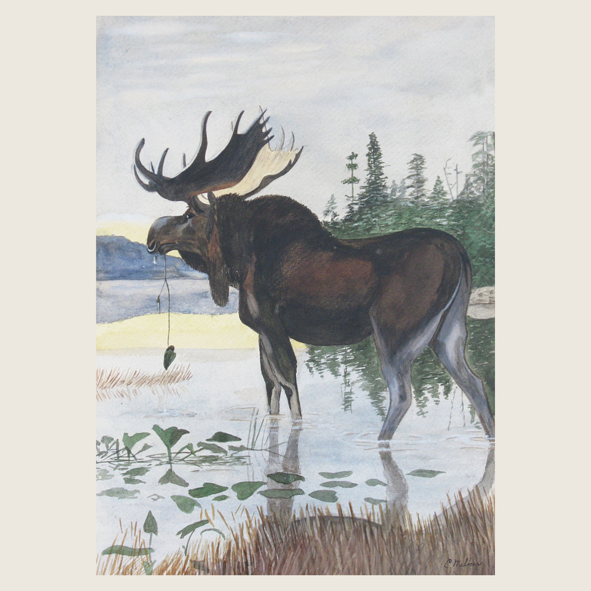 Bull Moose Watercolor