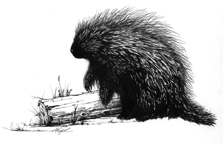 Illustration by Adelaide Tyrol (northernwoodlands.org)