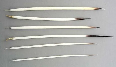 porcupine quills