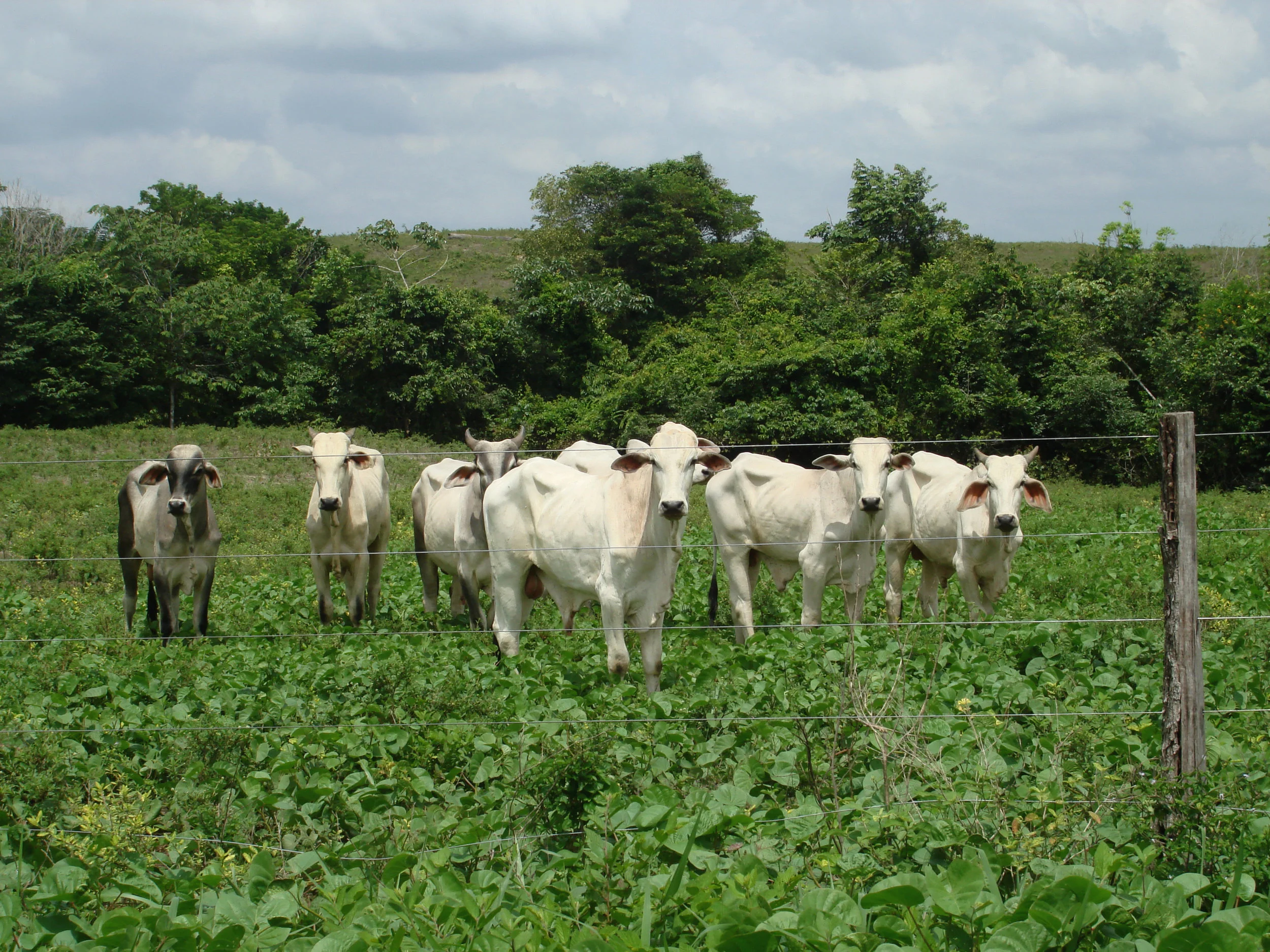 Ox-and-cow-in-a-farm-145163564_2592x1944.jpeg