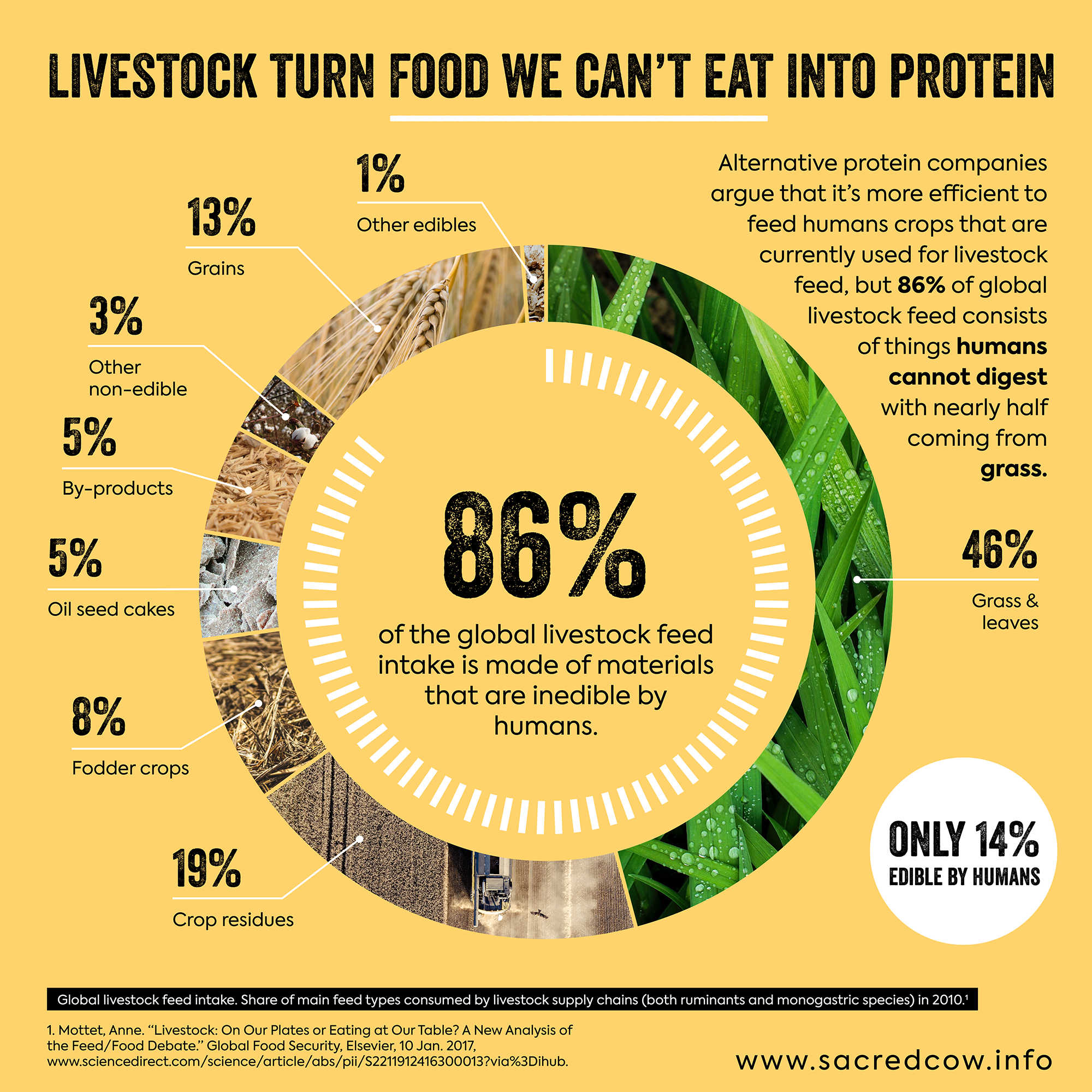 Only a small % of what cattle eat is grain. 86% comes from materials humans  don't eat. — Sacred Cow