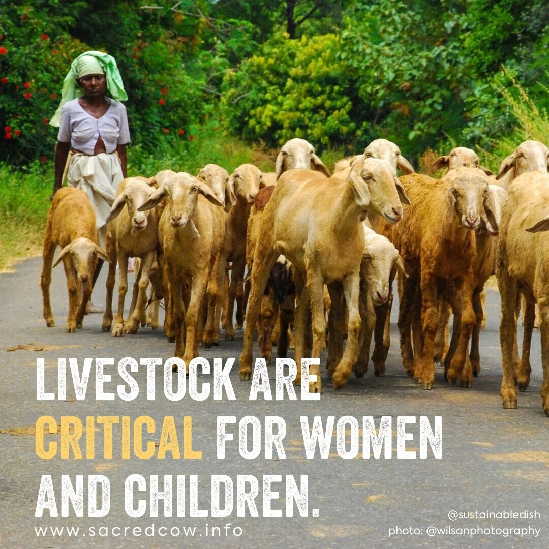 Livestock Critical for Women & Children.jpg
