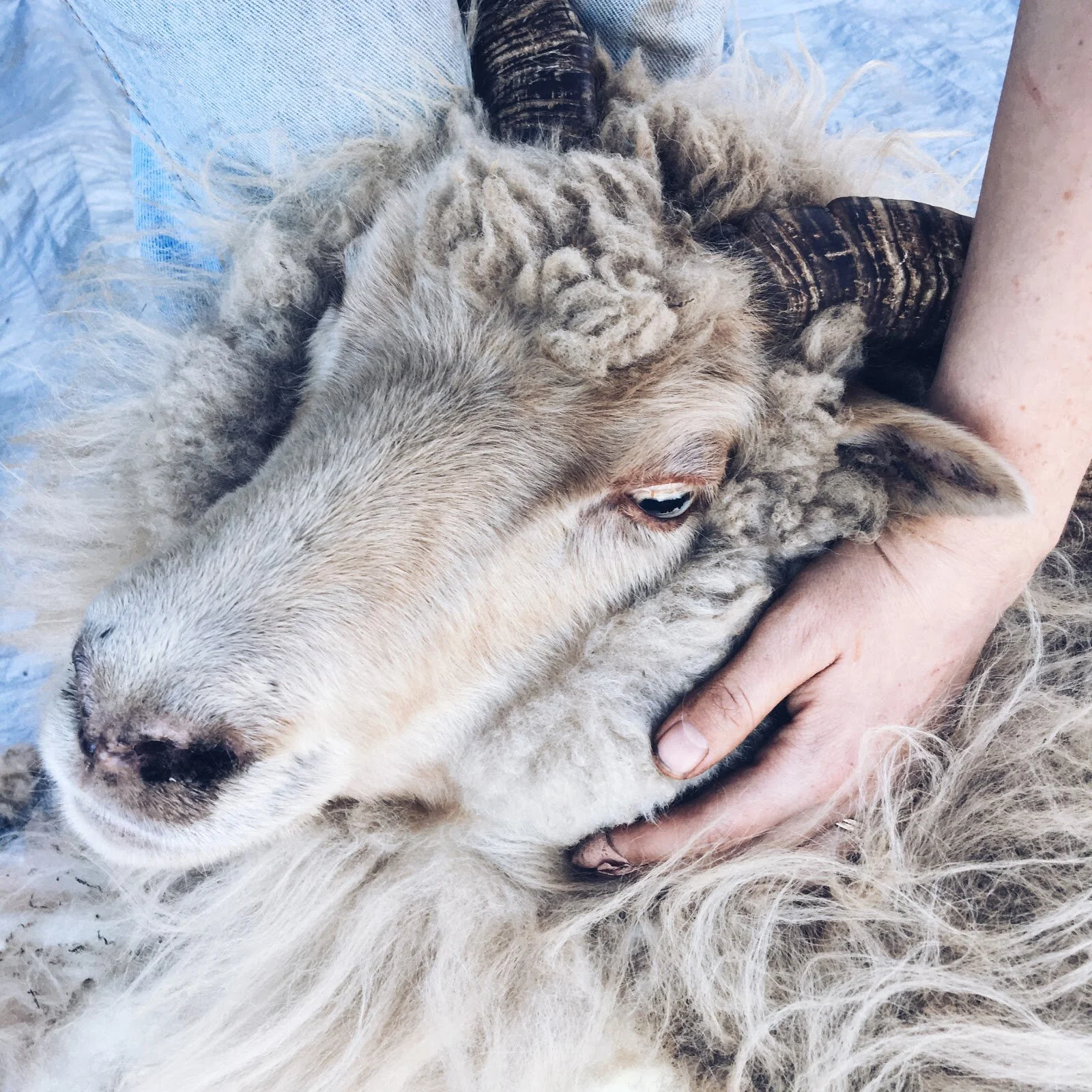 Photo by Allie Hymas