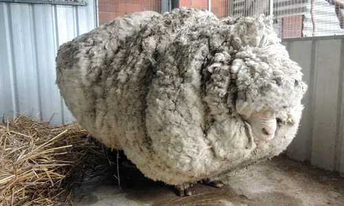 7 Things You Didn T Know About Sheep Sacred Cow