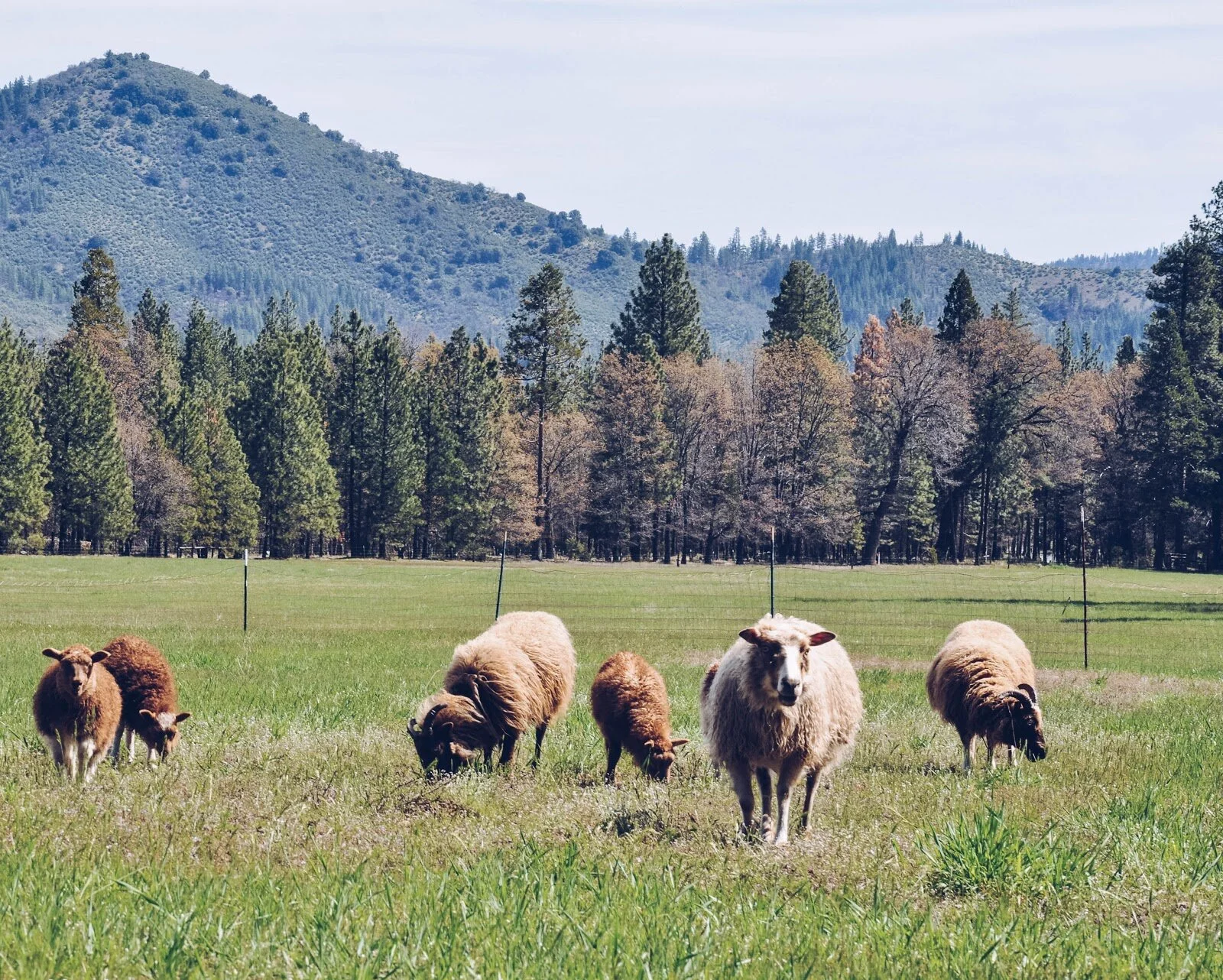 Photo by Allie Hymas