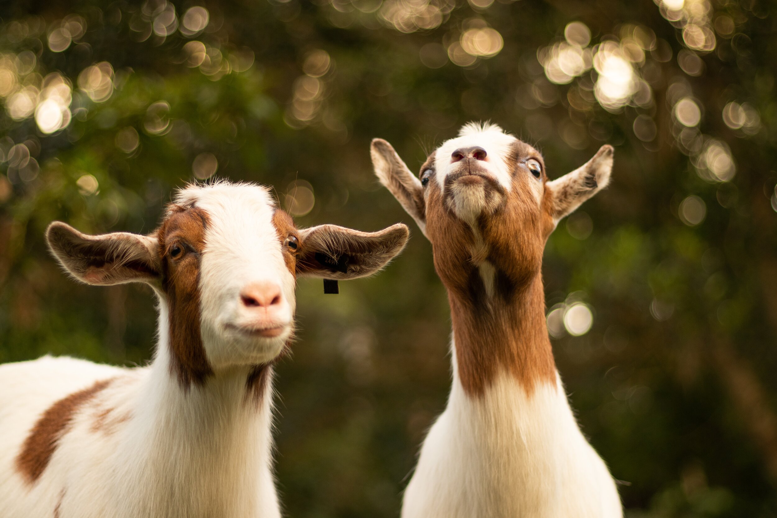 8 Things You Didn't About Goats — Sacred