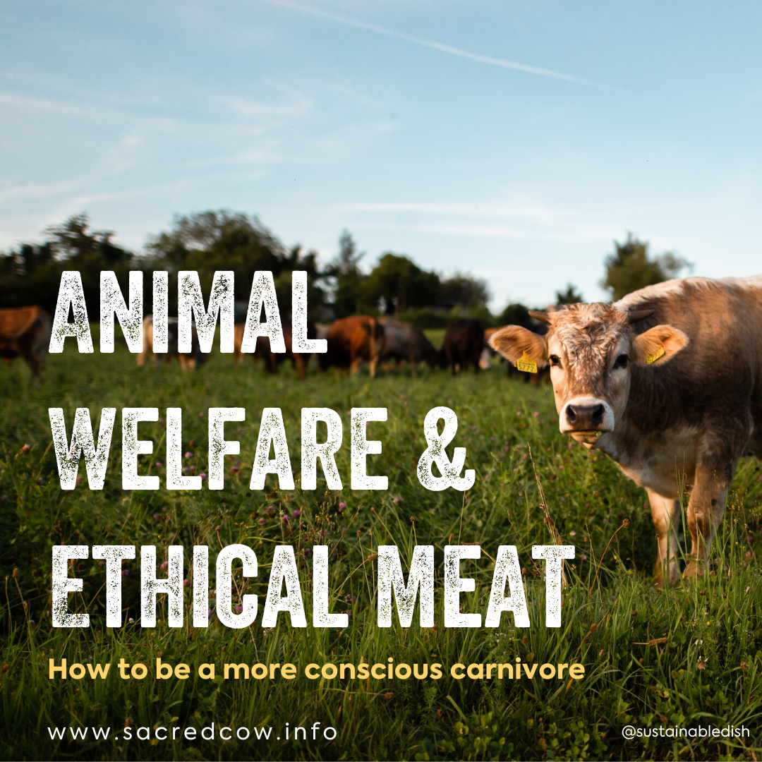 What is animal welfare really like in the beef industry? — Sacred Cow