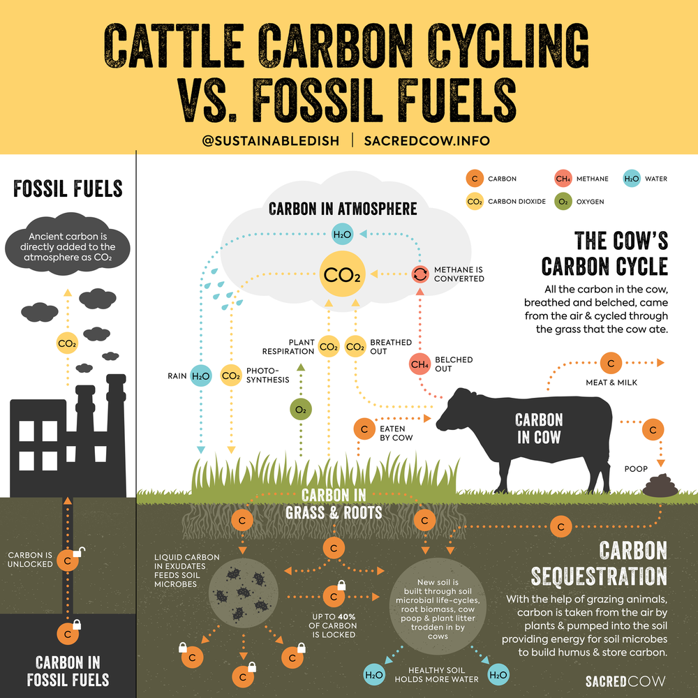 Are Cow Farts Destroying the Planet? — Sacred Cow