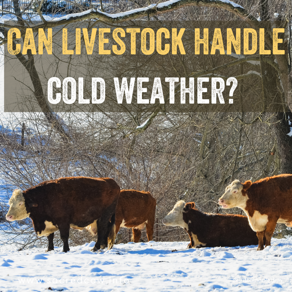 Can livestock handle cold weather? — Sacred Cow