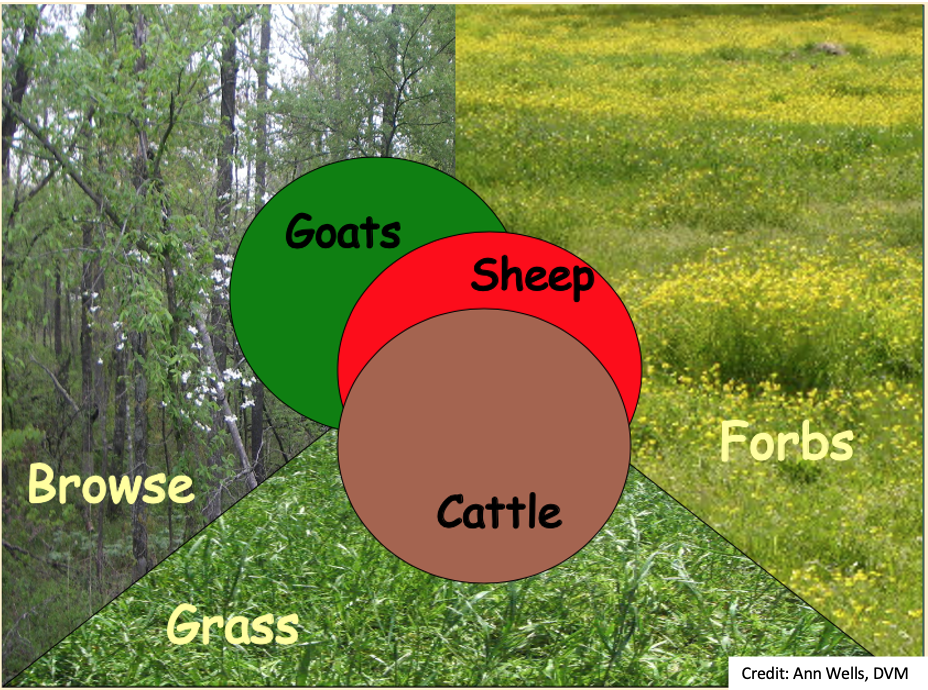 Cattle & sheep & goats — Oh my! How multi-species grazing benefits  ecosystems, farmers, and consumers — Sacred Cow